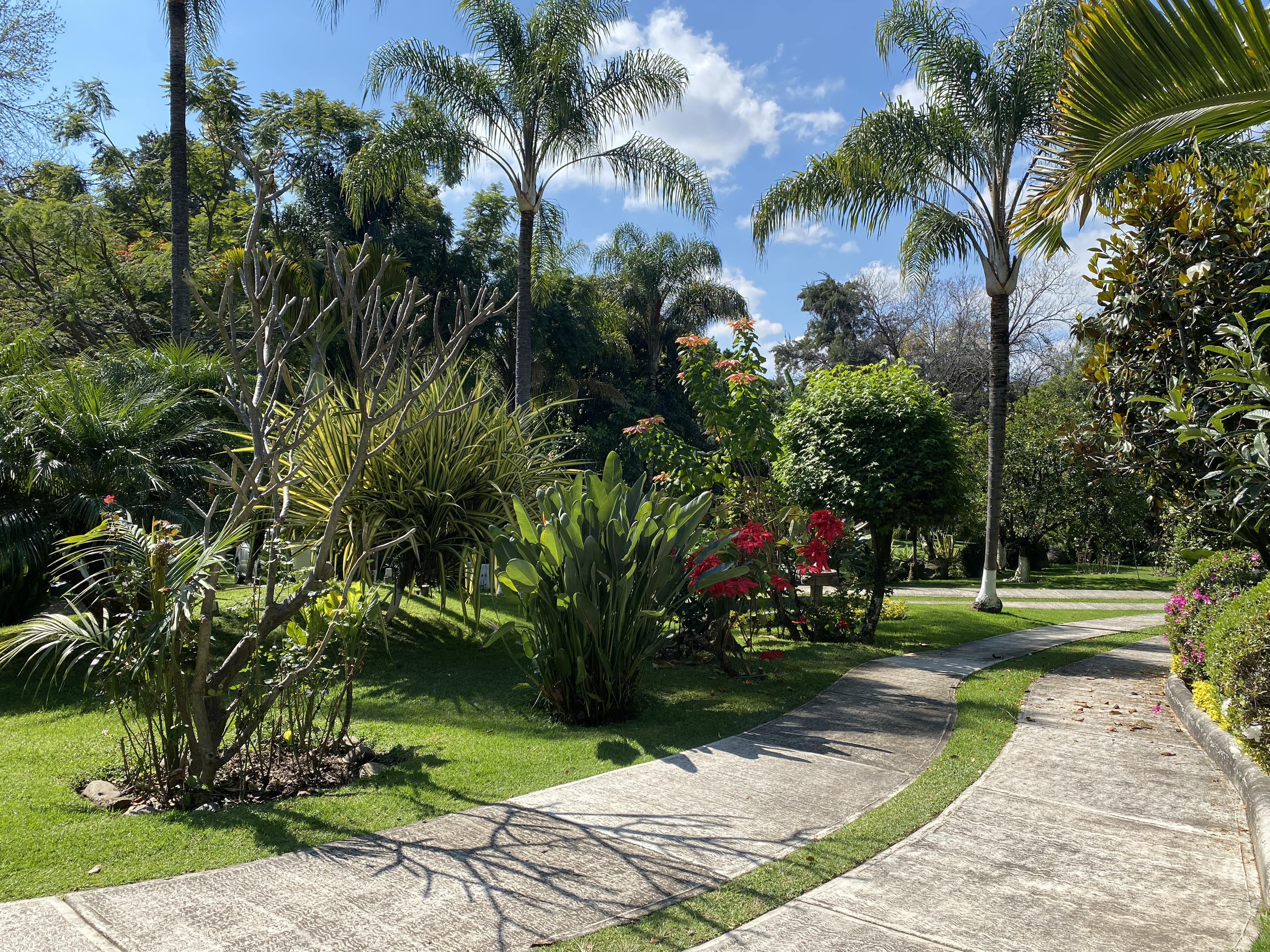 Buena Vista