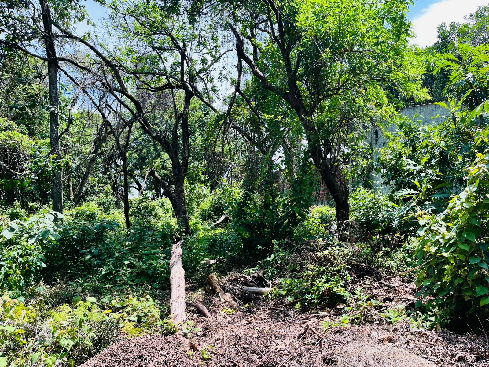 Rancho Cortes