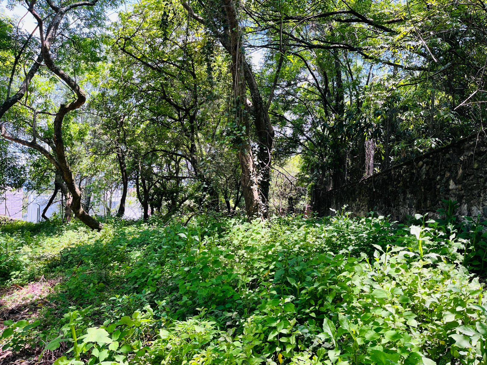 Rancho Cortes