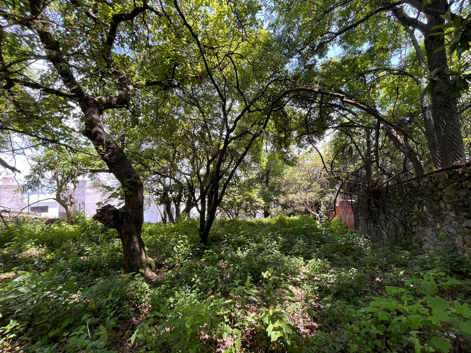 Rancho Cortes