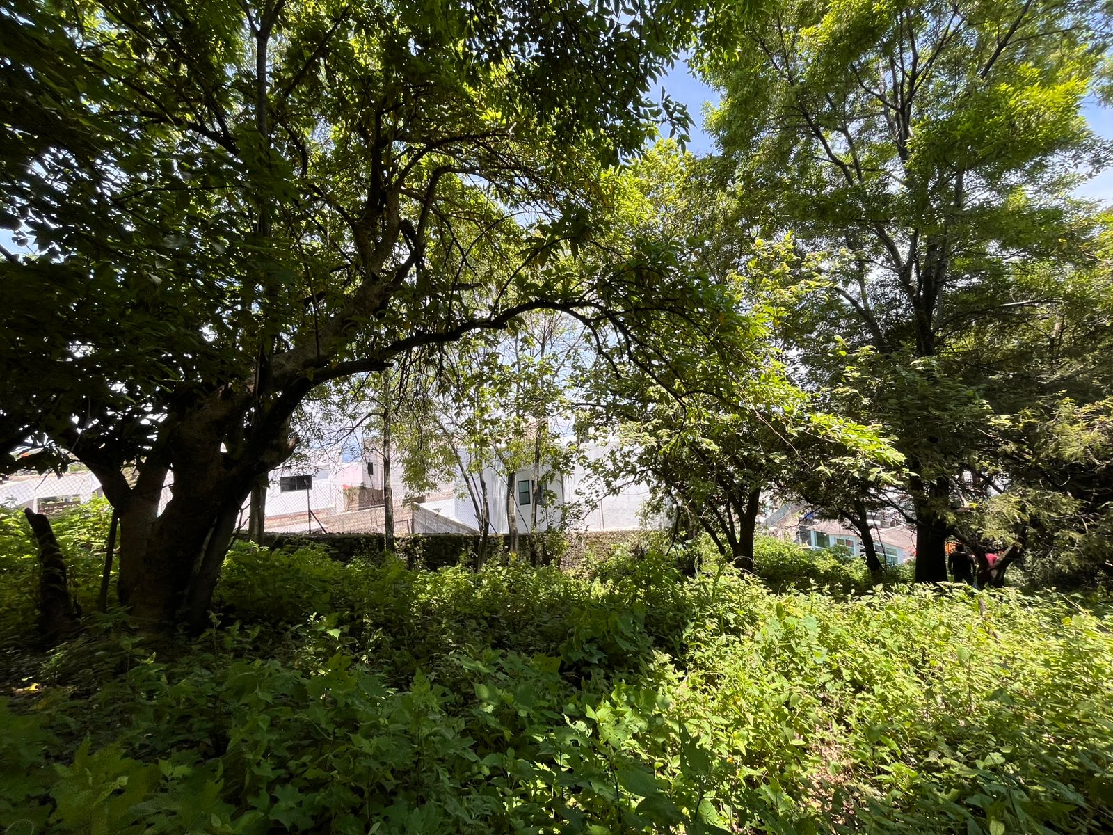 Rancho Cortes 