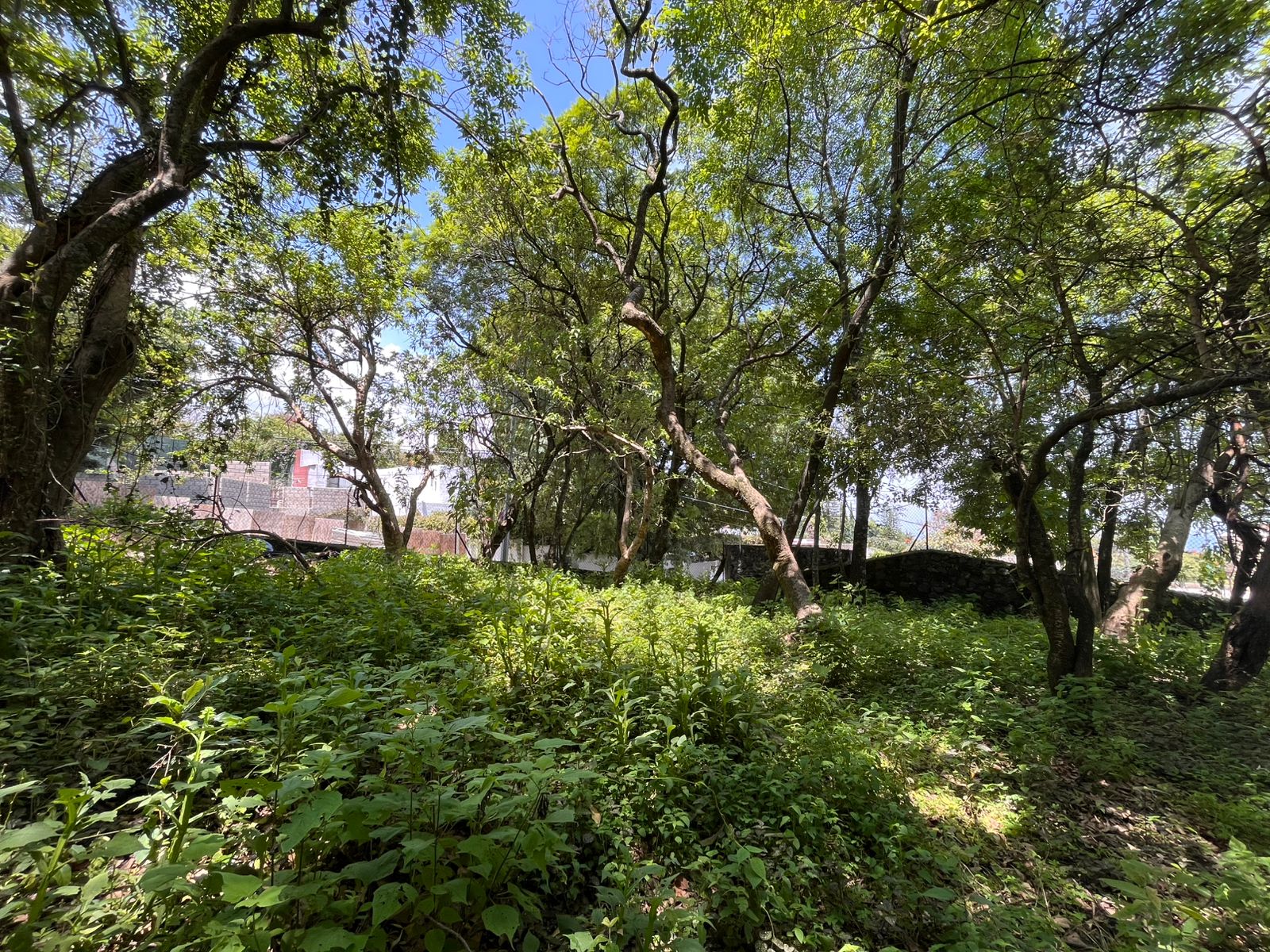 Rancho Cortes 