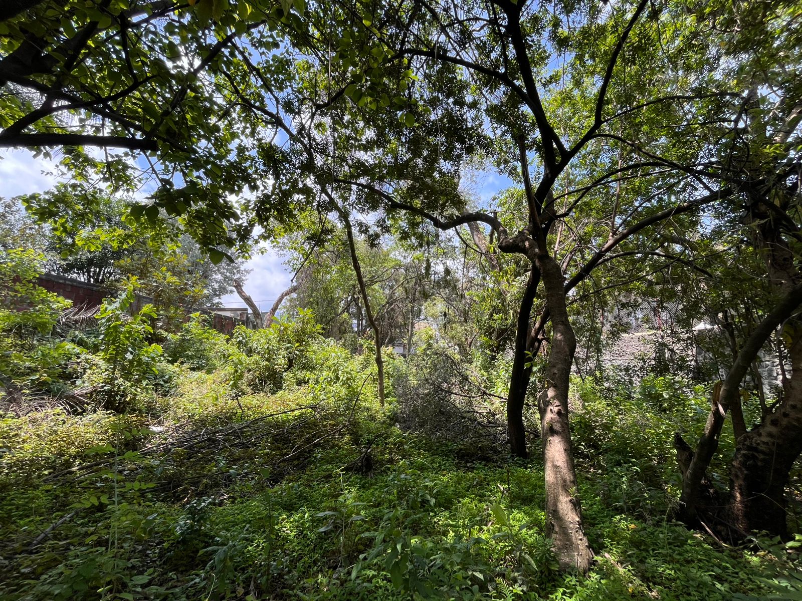 Rancho Cortes 